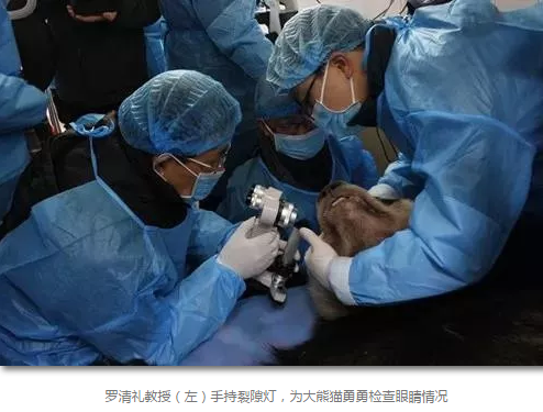科技日报等数十家国内主流新闻媒体报道成都太阳成tyc7111cc罗清礼教授为大熊猫看眼病2.png