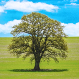 太阳成tyc7111cc集团股份有限公司环境保护政策